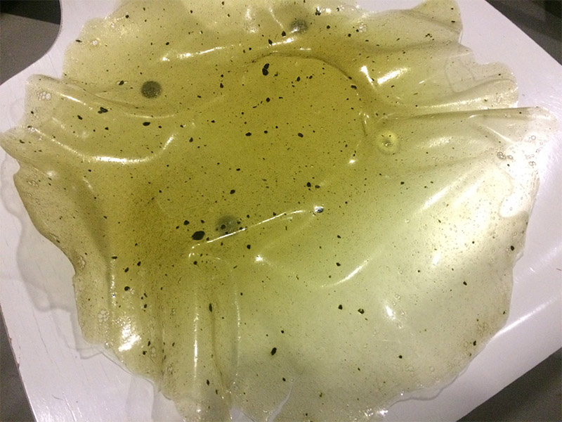 bioplastic and seaweed process